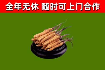 柘城县回收冬虫夏草
