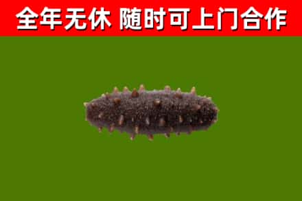 柘城县回收海参干